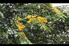 印度紫檀-花36.jpg