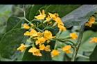 印度紫檀-花39.jpg