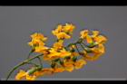 印度紫檀-花42.jpg