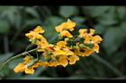 印度紫檀-花44.jpg