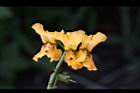 印度紫檀-花52.jpg