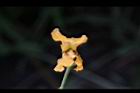 印度紫檀-花54.jpg