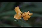 印度紫檀-花55.jpg