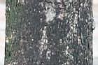 印度紫檀-莖1.jpg