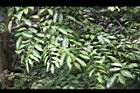 印度紫檀-葉09.jpg