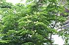 印度紫檀-青果2.jpg