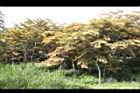 印度紫檀-黃葉03.jpg