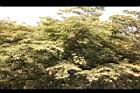 印度紫檀-黃葉05.jpg
