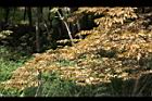 印度紫檀-黃葉06.jpg