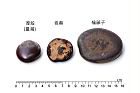 厚殼鴨腱藤-種子02.JPG