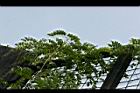 厚殼鴨腱藤-葉01.jpg