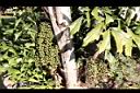 叢立孔雀椰子-實05.JPG