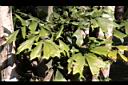叢立孔雀椰子-葉04.JPG