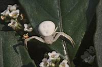 三突花蛛06.JPG
