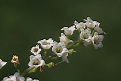 台灣山桂花-花56.JPG