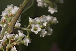 台灣山桂花-花63.JPG