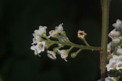 台灣山桂花-花序00.JPG