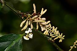 台灣山桂花-蟲癭03.JPG