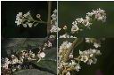 台灣山桂花-花1.jpg