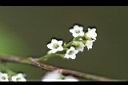 台灣山桂花-花40.jpg