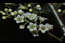 台灣山桂花-花74.JPG