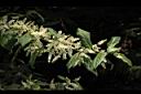台灣山桂花-花序01.JPG
