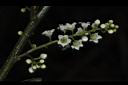 台灣山桂花-花序21.JPG