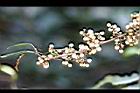 台灣山桂花-實16.jpg