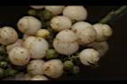 台灣山桂花-實27.JPG