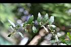 台灣山桂花-花01.jpg