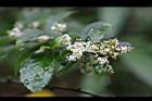 台灣山桂花-花03.jpg
