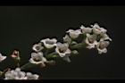 台灣山桂花-花43.JPG
