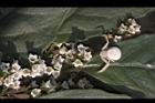 台灣山桂花-花52.JPG