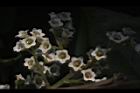 台灣山桂花-花53.JPG