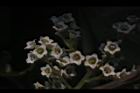 台灣山桂花-花55.JPG