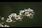 台灣山桂花-花59.JPG