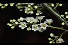台灣山桂花-花66.JPG