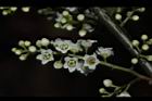 台灣山桂花-花67.JPG