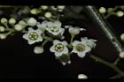 台灣山桂花-花75.JPG