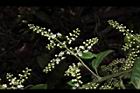台灣山桂花-花序12.JPG