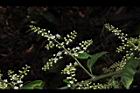 台灣山桂花-花序13.JPG