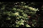 台灣山桂花-花序20.JPG