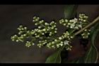 台灣山桂花-花序27.JPG