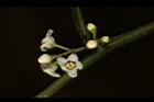 台灣山桂花-雄花01.JPG