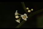 台灣山桂花-雄花02.JPG