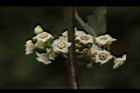 台灣山桂花-雄花05.JPG