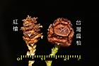 台灣扁柏-實40.jpg