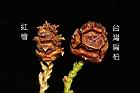 台灣扁柏-實41.JPG