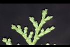 台灣扁柏-葉11.jpg