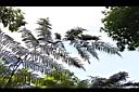 台灣桫欏-孢子葉00.JPG